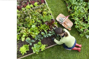 A flourshing garden begins with our simple gardening tips.